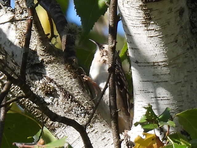 Brown Creeper - ML641952136