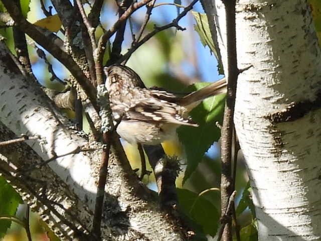 Brown Creeper - ML641952138