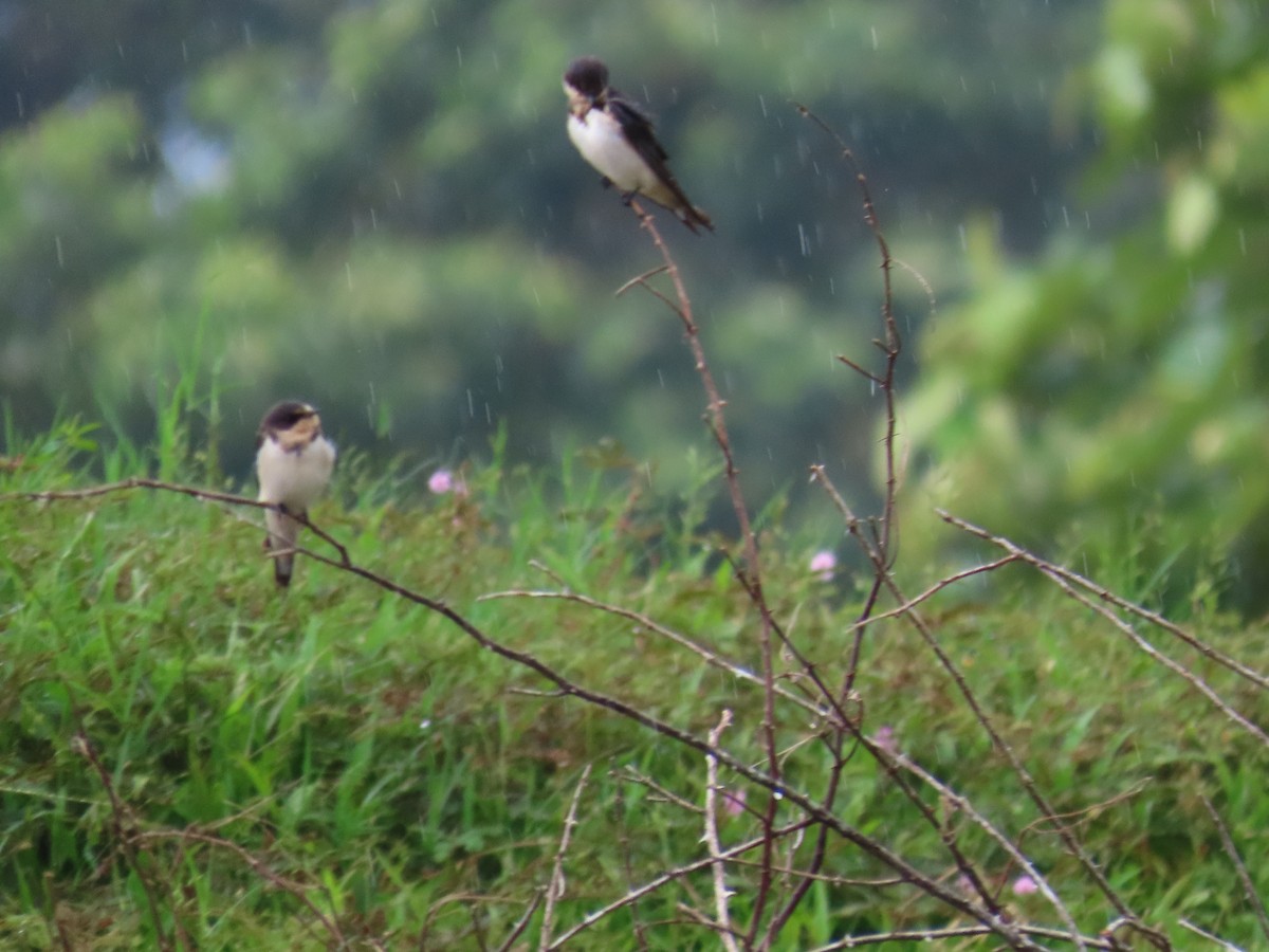 Cliff Swallow - ML641952153