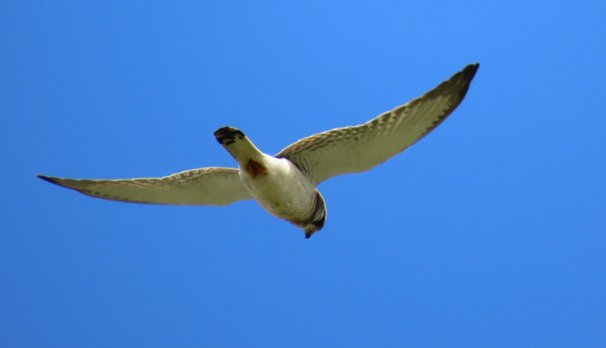 Nankeen Kestrel - ML641952155