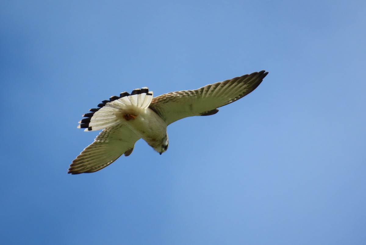 Nankeen Kestrel - ML641952156