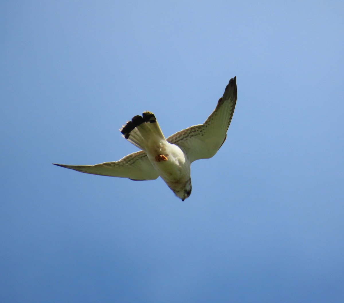 Nankeen Kestrel - ML641952157