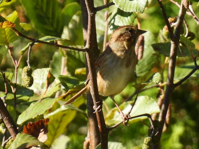 Swamp Sparrow - ML641952163