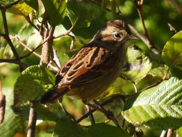 Swamp Sparrow - ML641952165