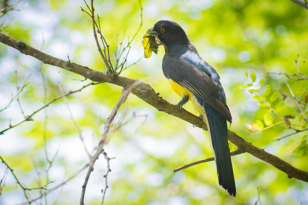 Citreoline Trogon - ML641952175