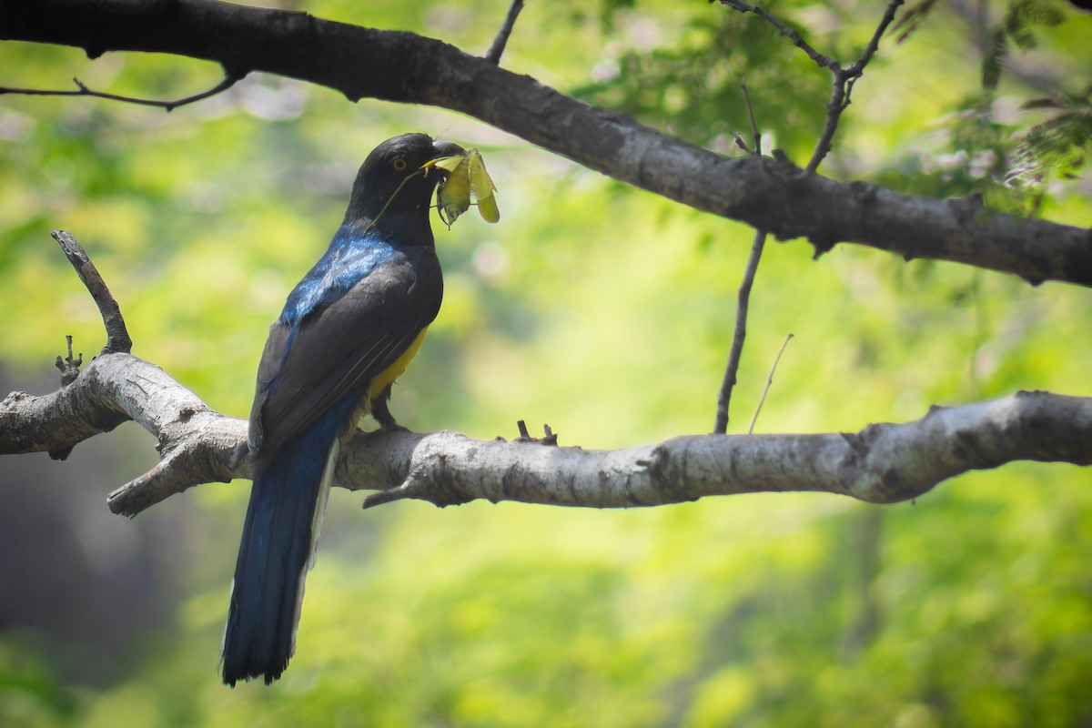 Citreoline Trogon - ML641952176