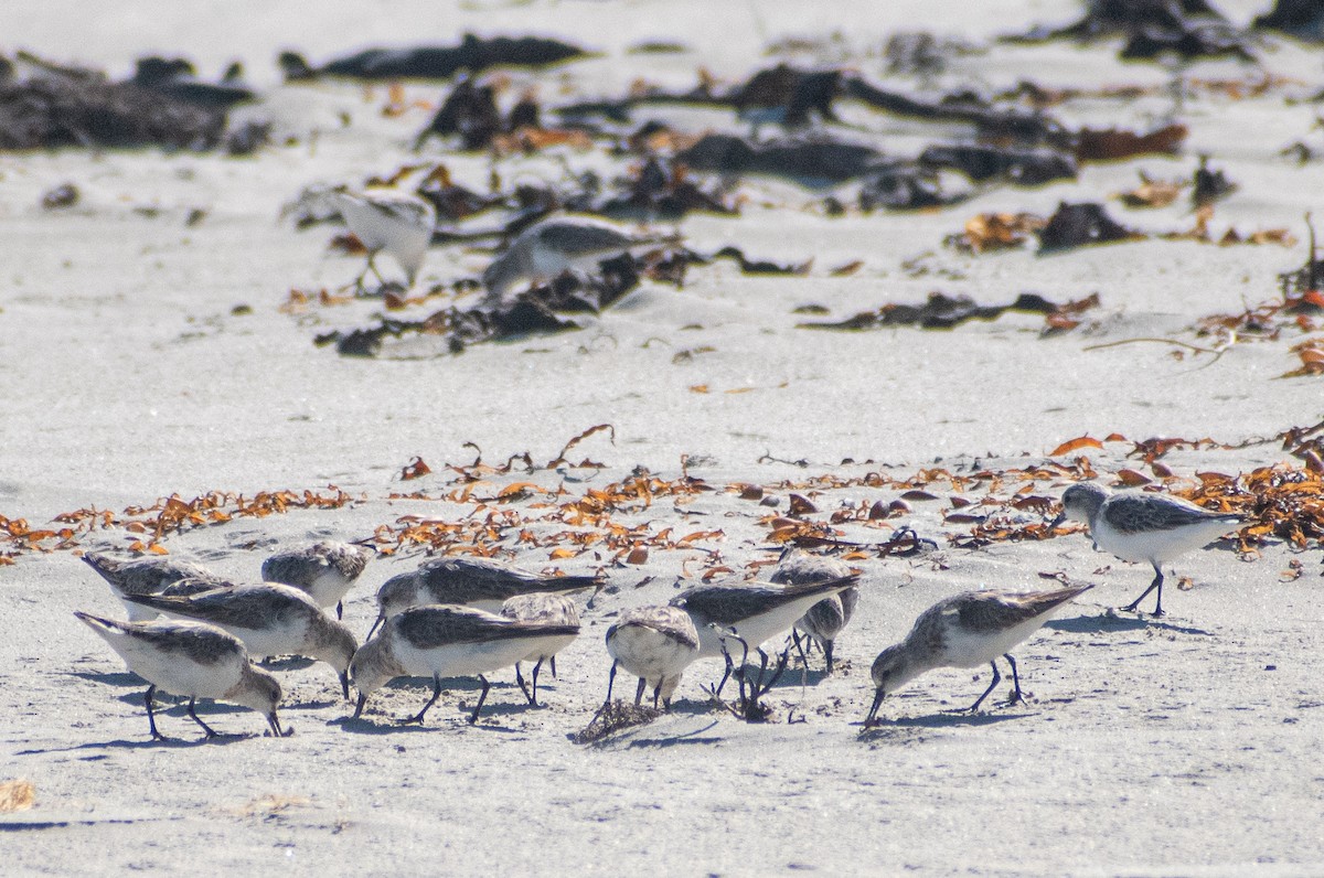 Red-necked Stint - ML641952178