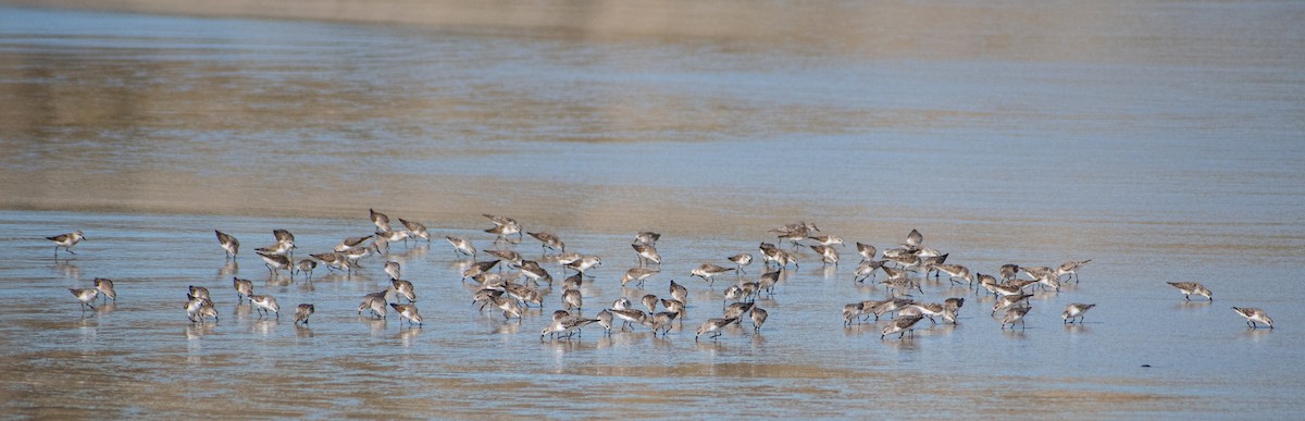 Red-necked Stint - ML641952180