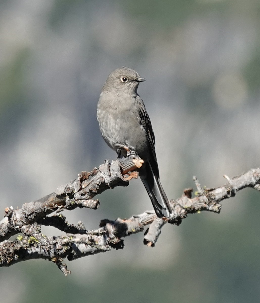 Townsend's Solitaire - ML641952182