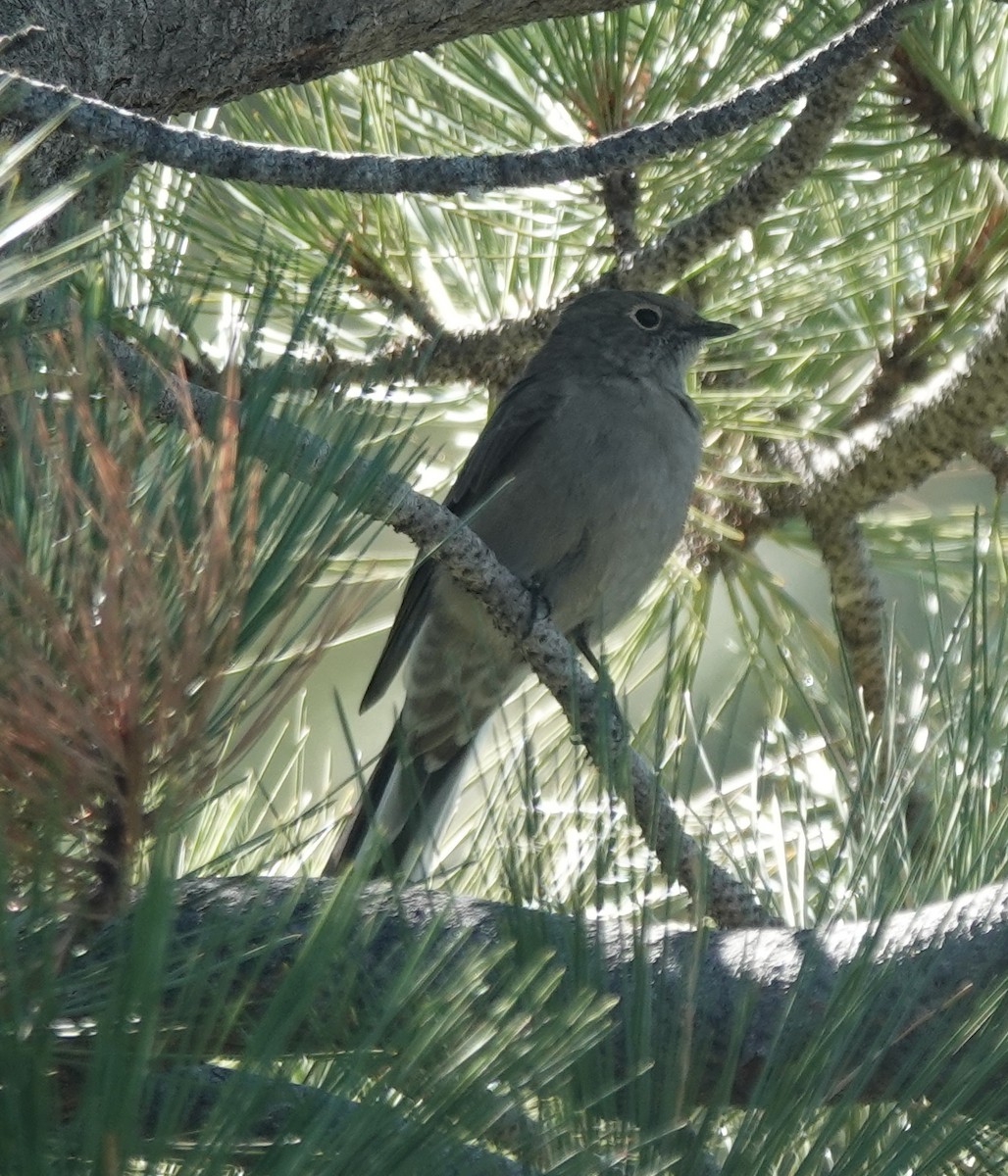Townsend's Solitaire - ML641952183