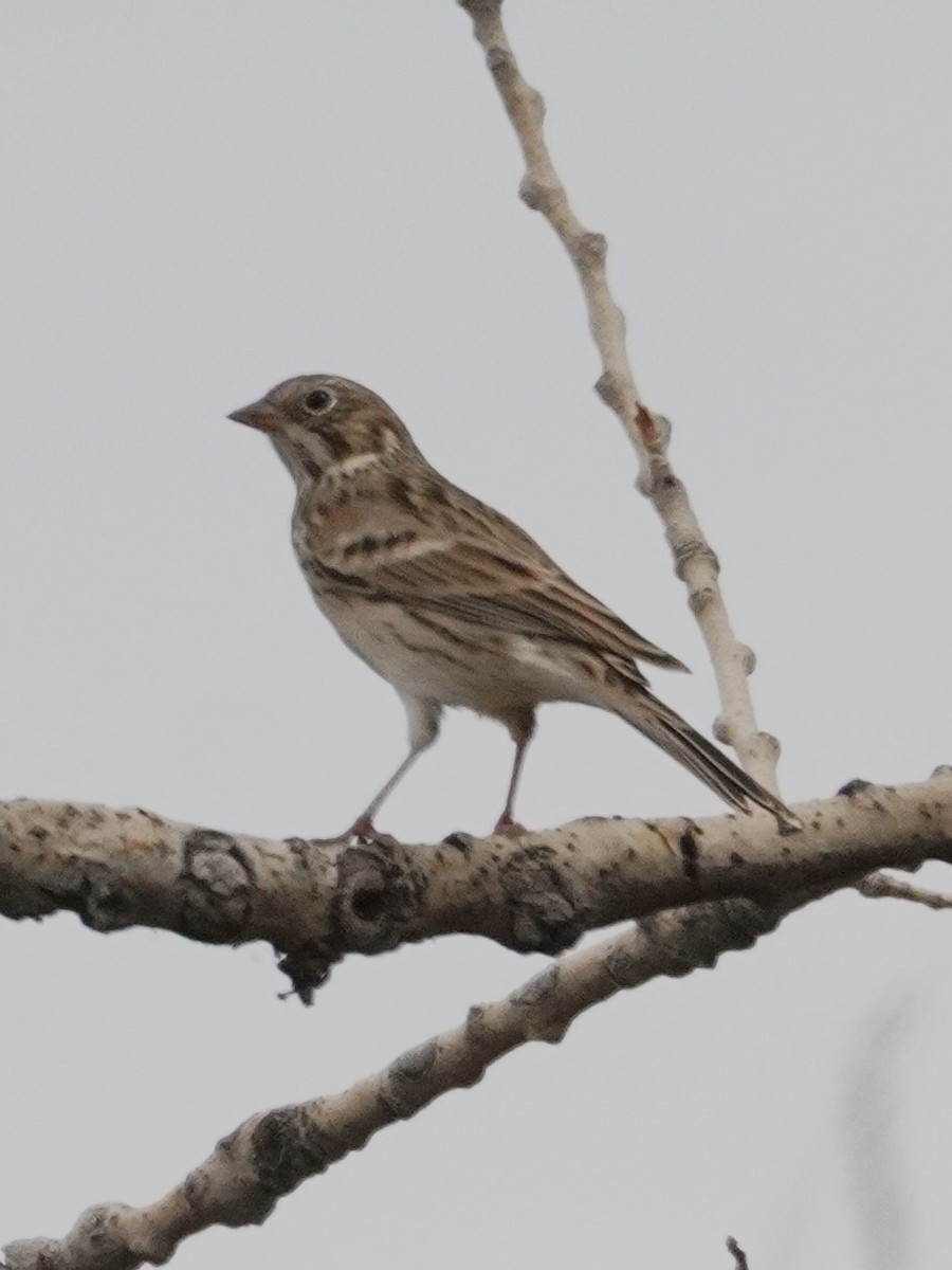 Vesper Sparrow - ML641952184