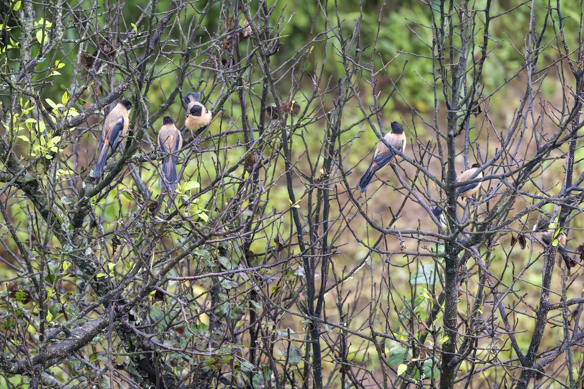 Rufous Sibia - ML641952185