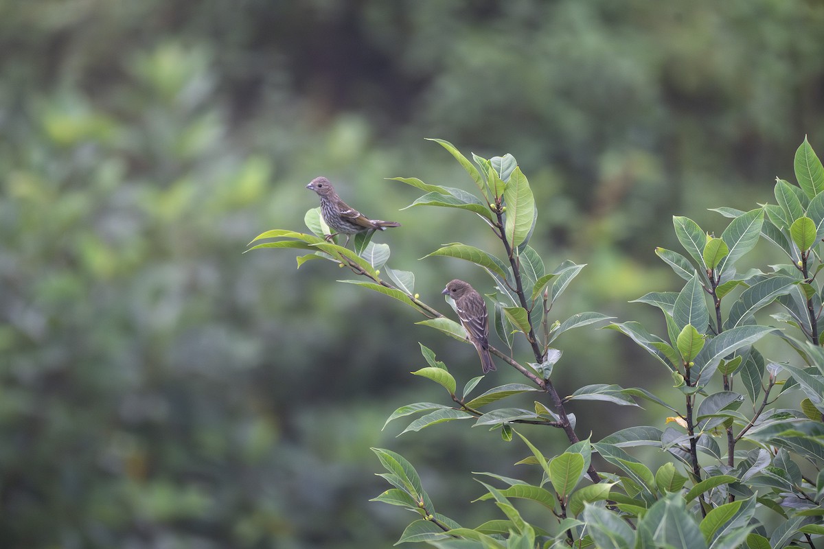 Common Rosefinch - ML641952187