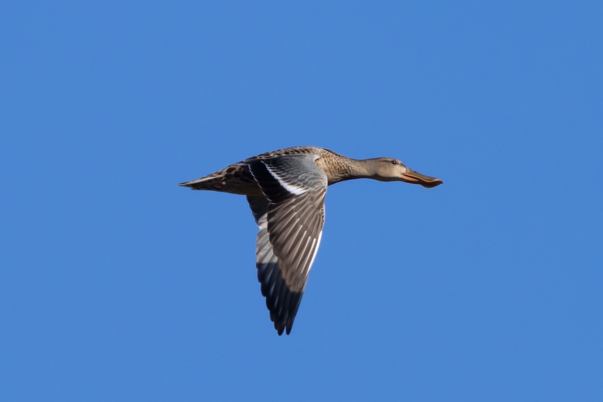 Northern Shoveler - ML641952188