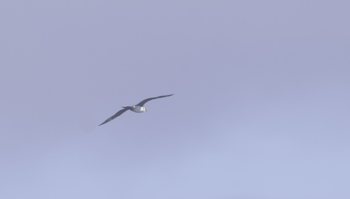 Parasitic Jaeger - ML641952189