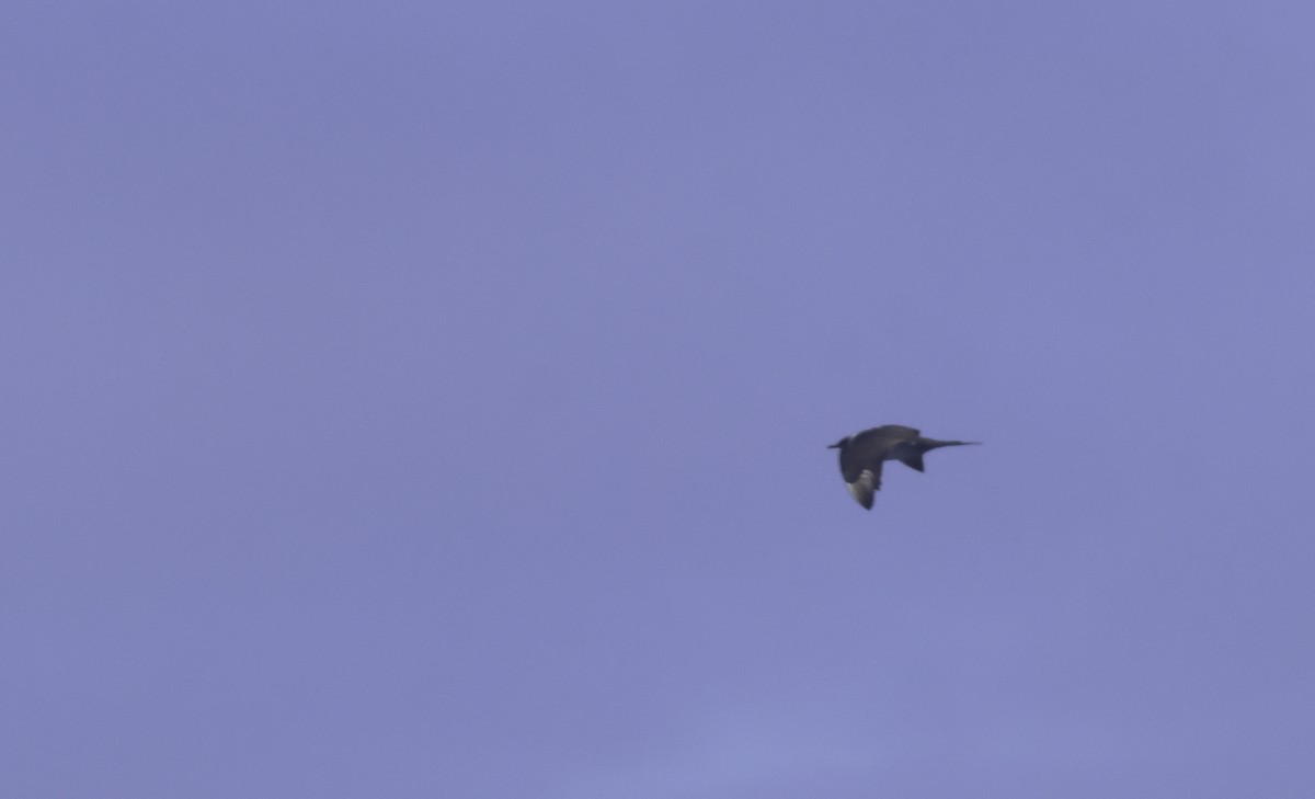 Parasitic Jaeger - ML641952190