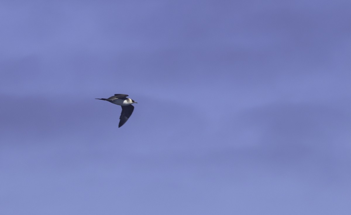 Parasitic Jaeger - ML641952191