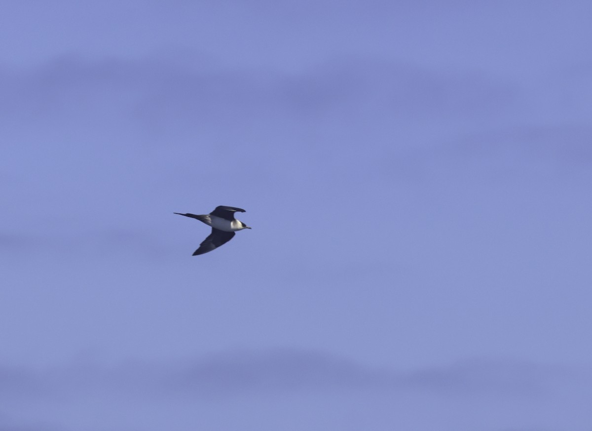 Parasitic Jaeger - ML641952192