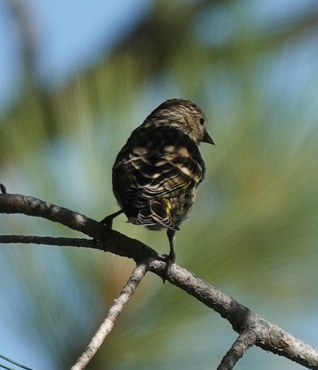 Pine Siskin - ML641952193