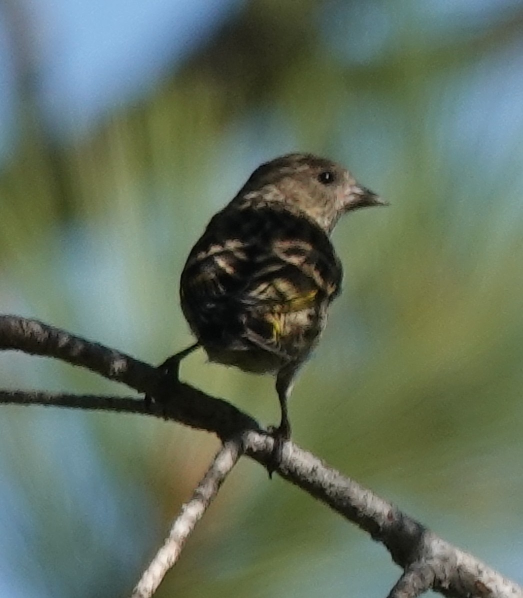 Pine Siskin - ML641952194