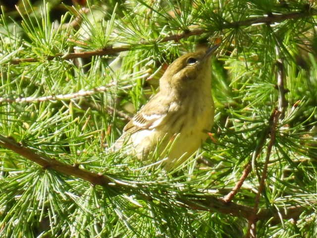 Blackpoll Warbler - ML641952195