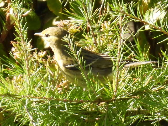 Blackpoll Warbler - ML641952196