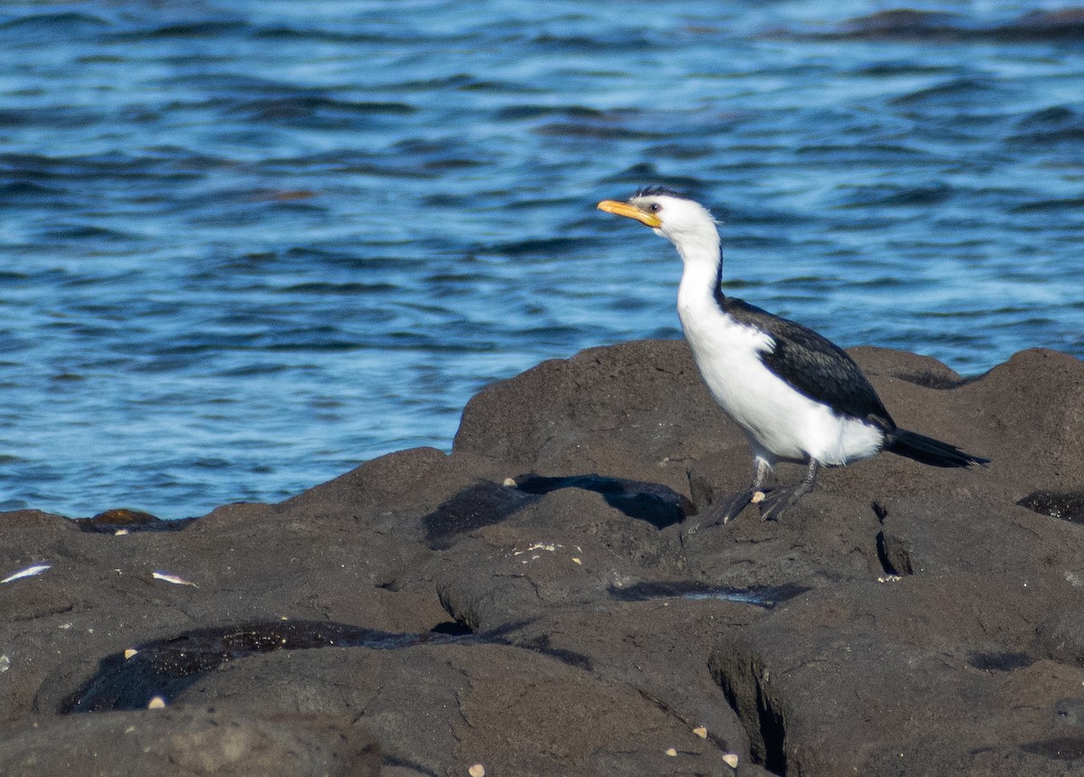 Little Pied Cormorant - ML641952197