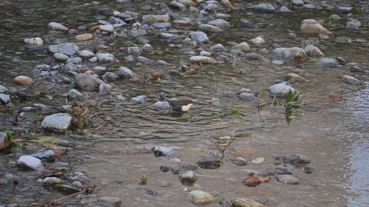 White-throated Dipper - ML641952199