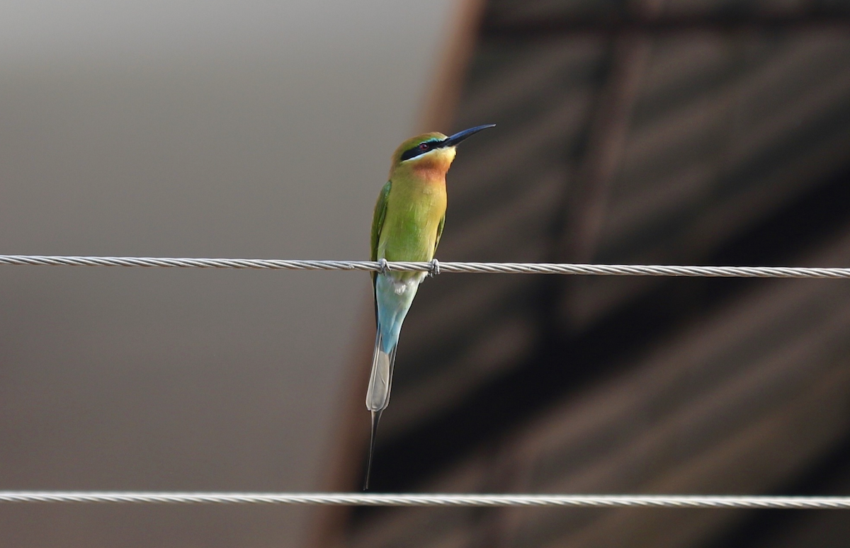 Blue-tailed Bee-eater - ML641952200