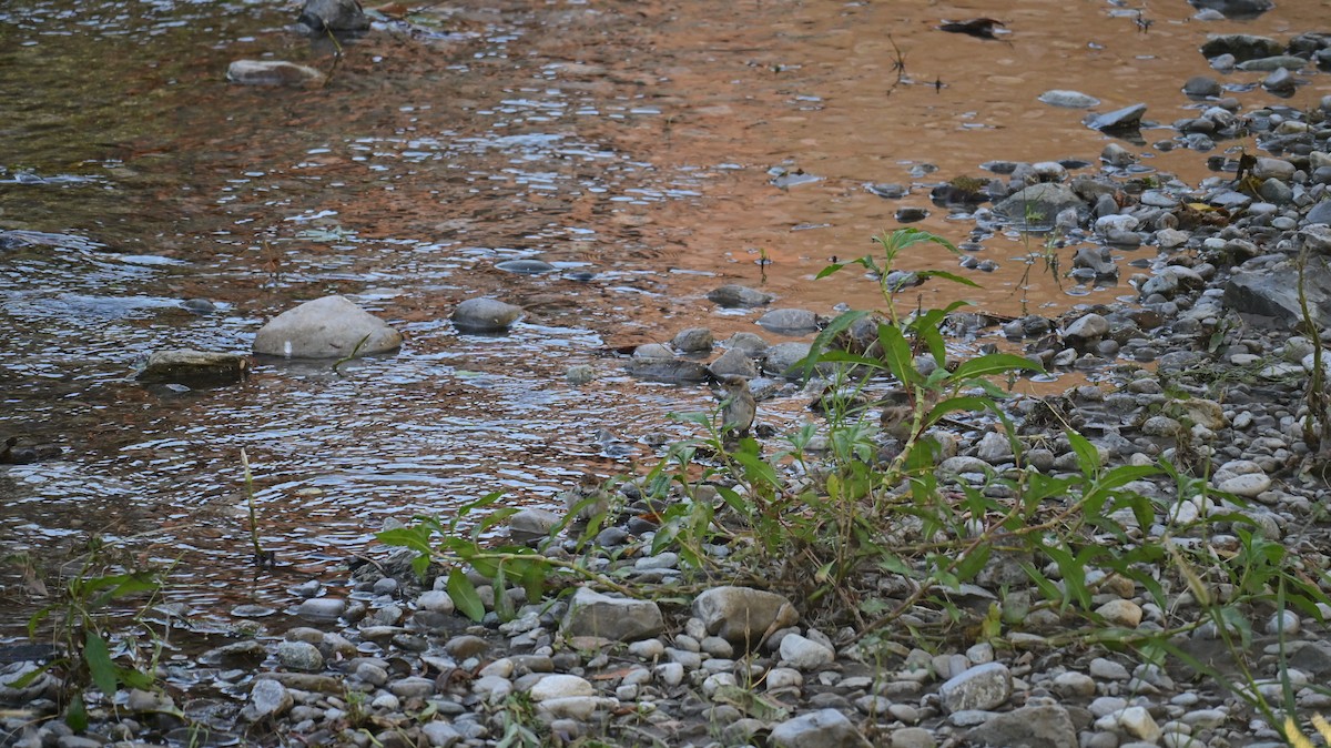 Italian Sparrow - ML641952201