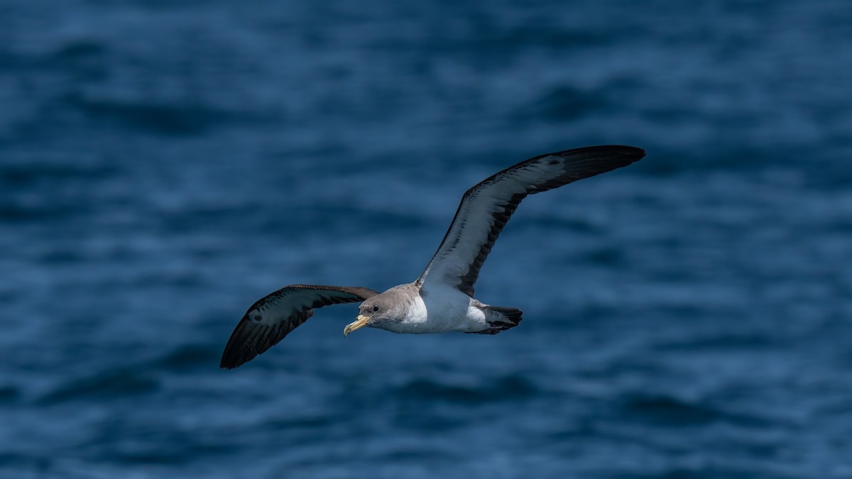 Cory's Shearwater - ML641952206