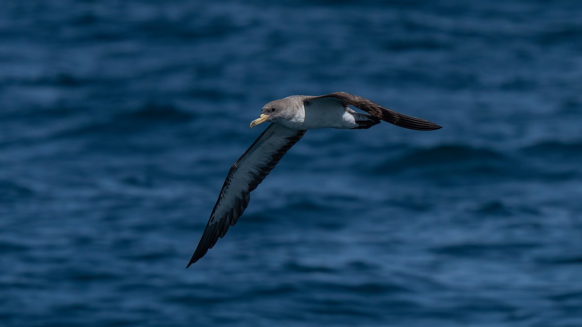 Cory's Shearwater - ML641952207