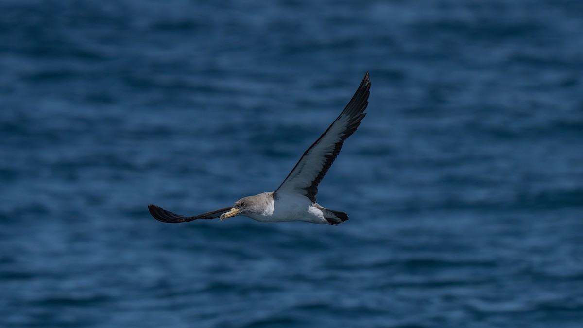 Cory's Shearwater - ML641952208