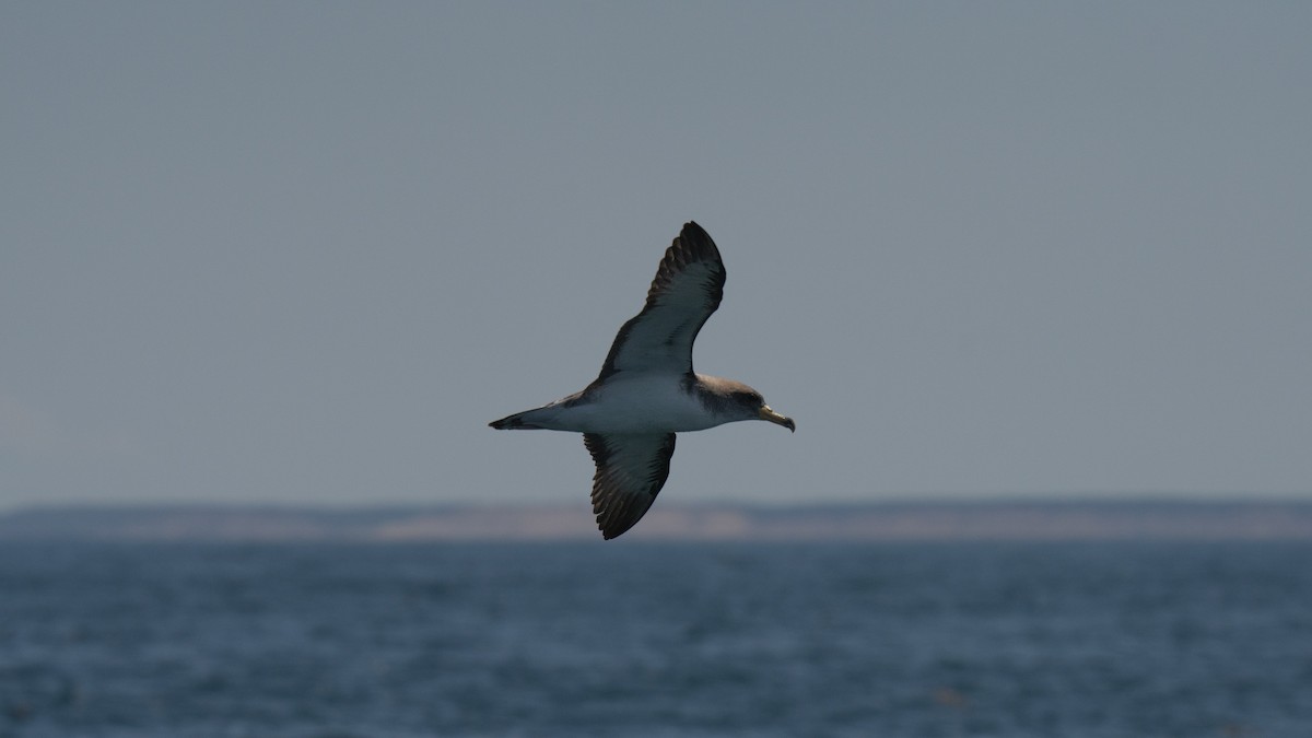Cory's Shearwater - ML641952209