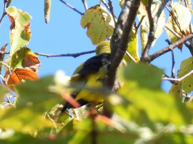 Scarlet Tanager - ML641952244