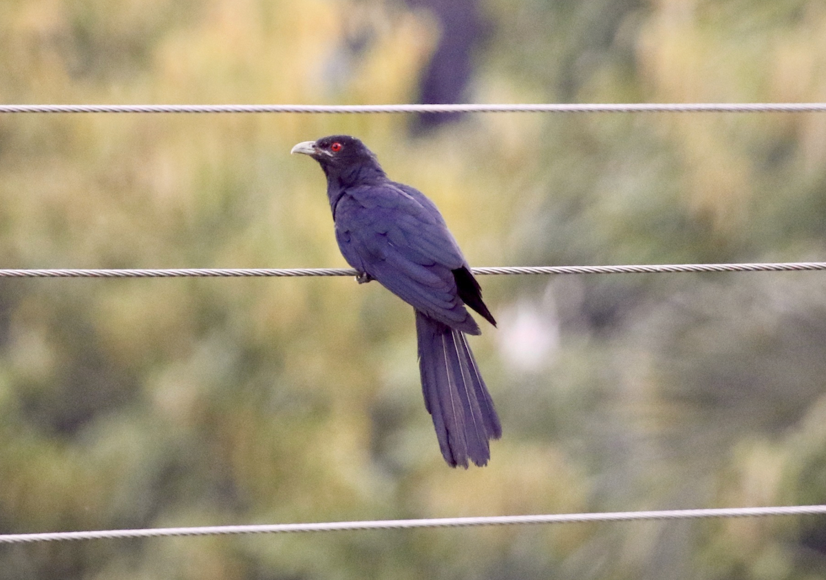 Asian Koel - ML641952248