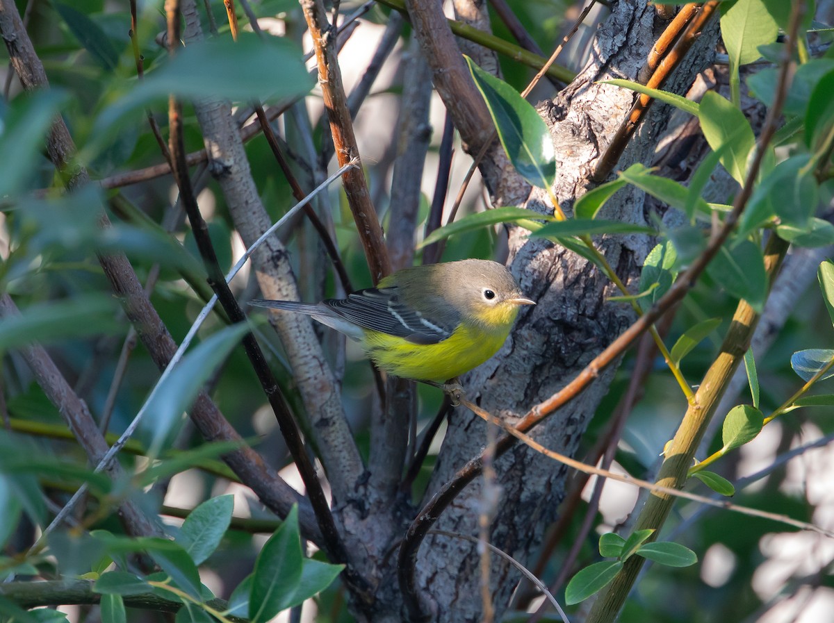 Magnolia Warbler - ML641952255