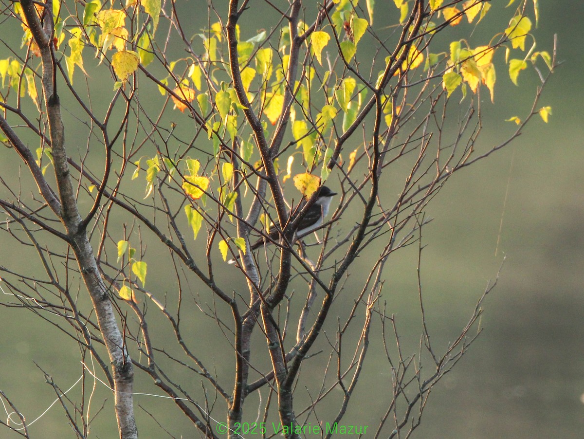 Eastern Kingbird - ML641952284