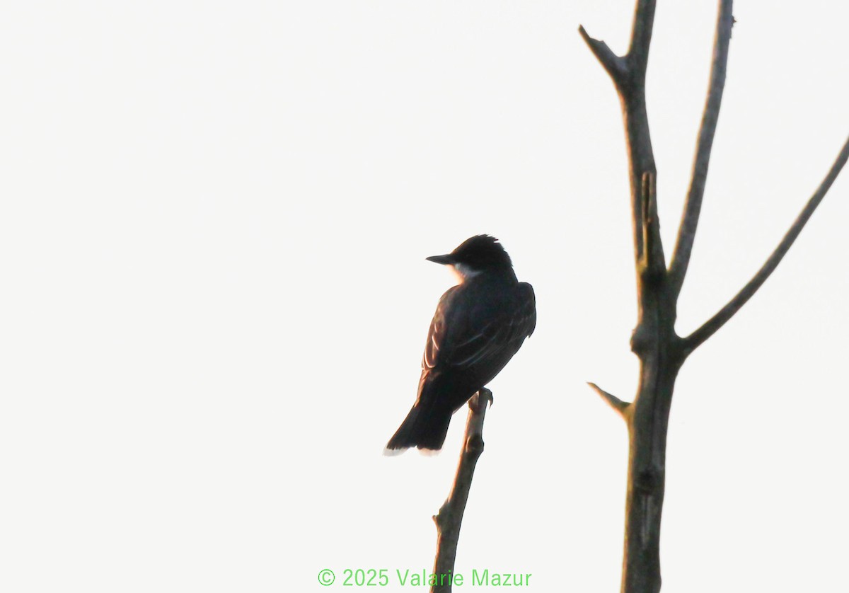 Eastern Kingbird - ML641952292