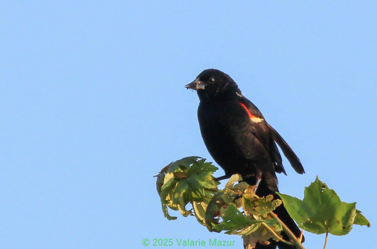 Red-winged Blackbird - ML641952308