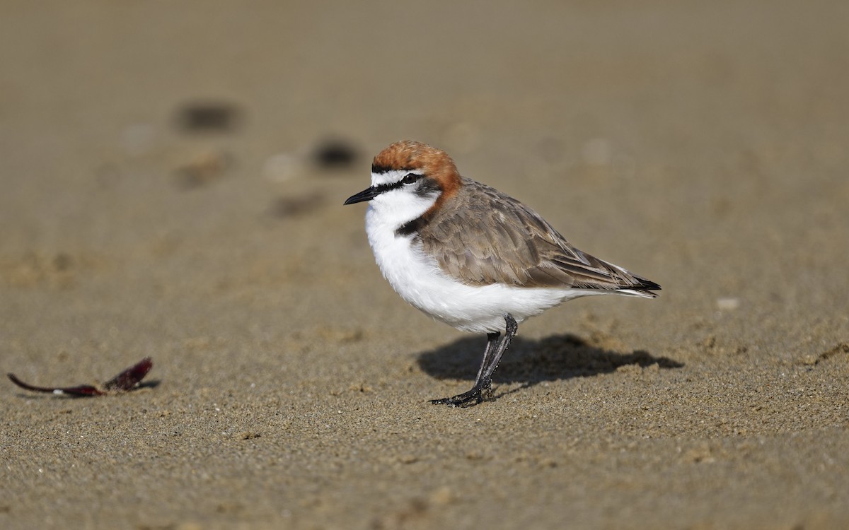 Red-capped Plover - ML641952325