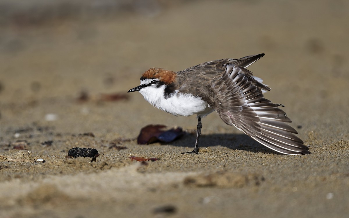 Red-capped Plover - ML641952326