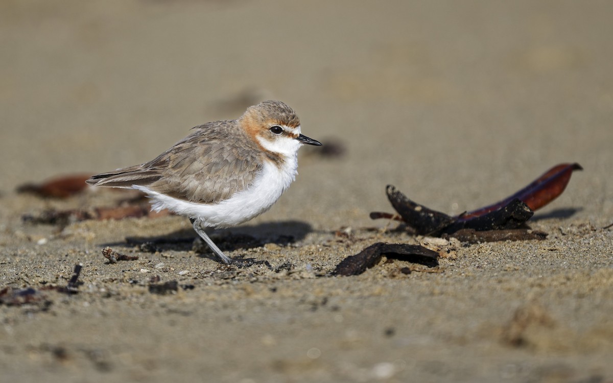 Red-capped Plover - ML641952327