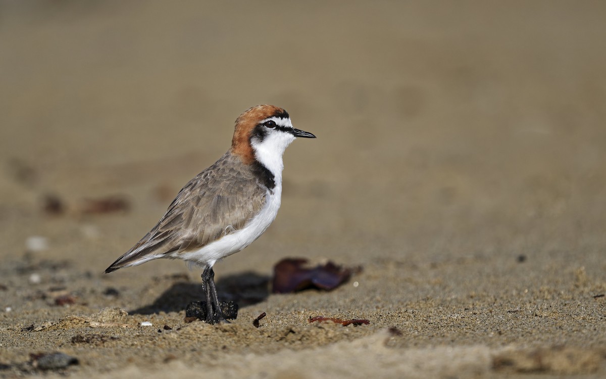 Red-capped Plover - ML641952328