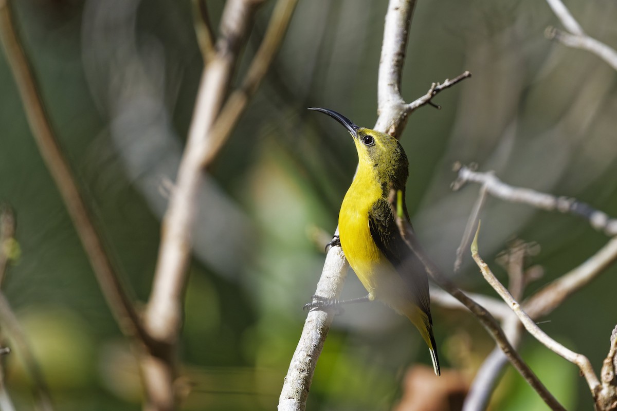 Sahul Sunbird - ML641952346