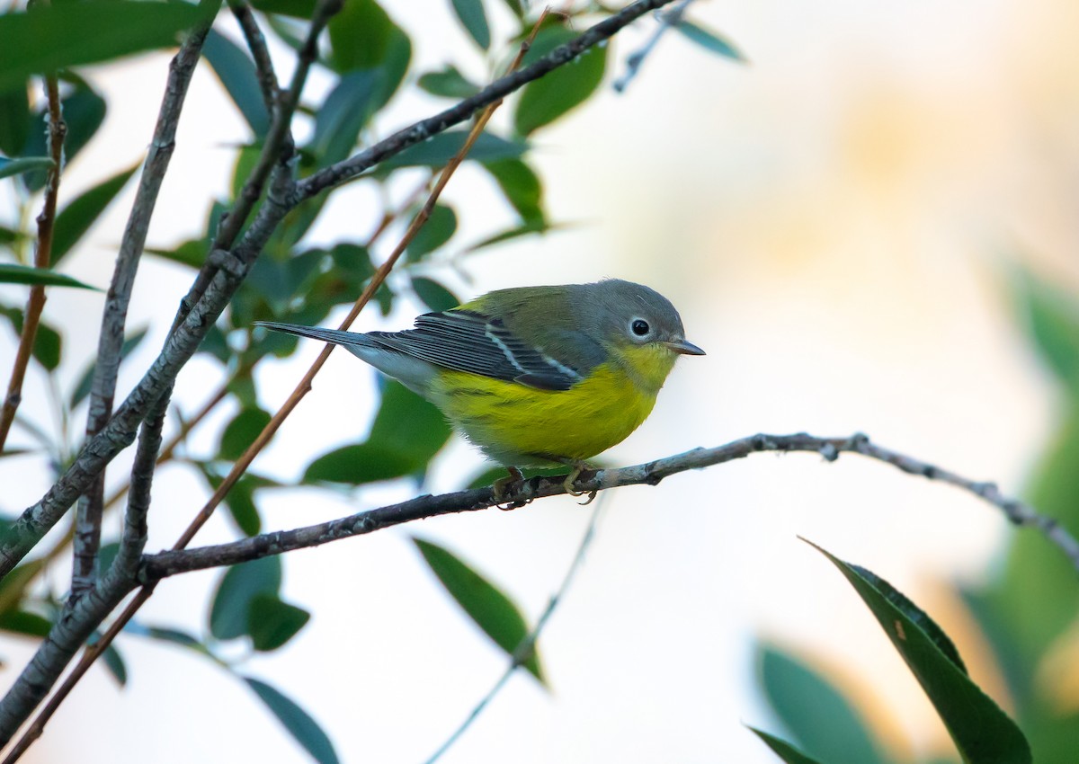 Magnolia Warbler - ML641952347