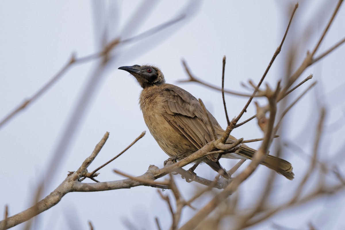 Helmeted Friarbird - ML641952367
