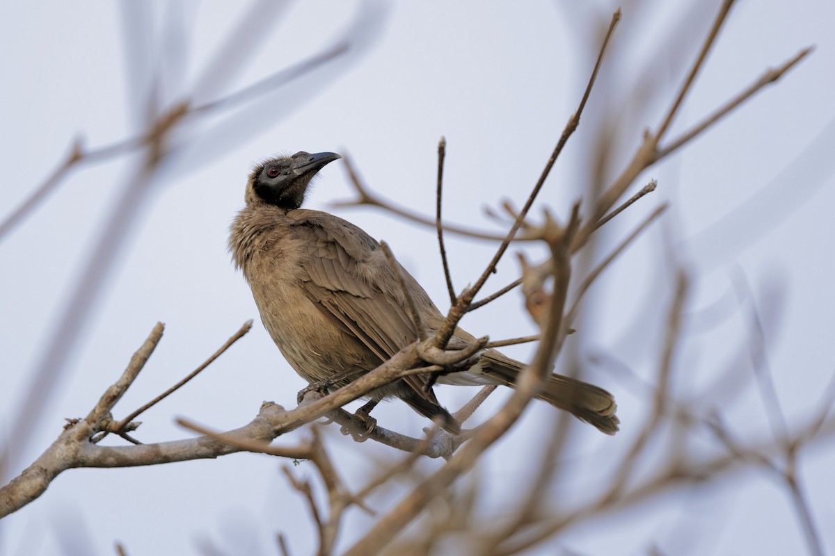 Helmeted Friarbird - ML641952368