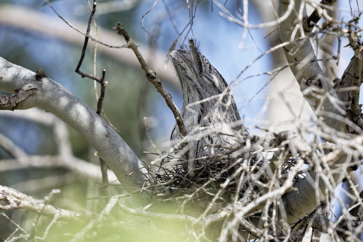 Tawny Frogmouth - ML641952370