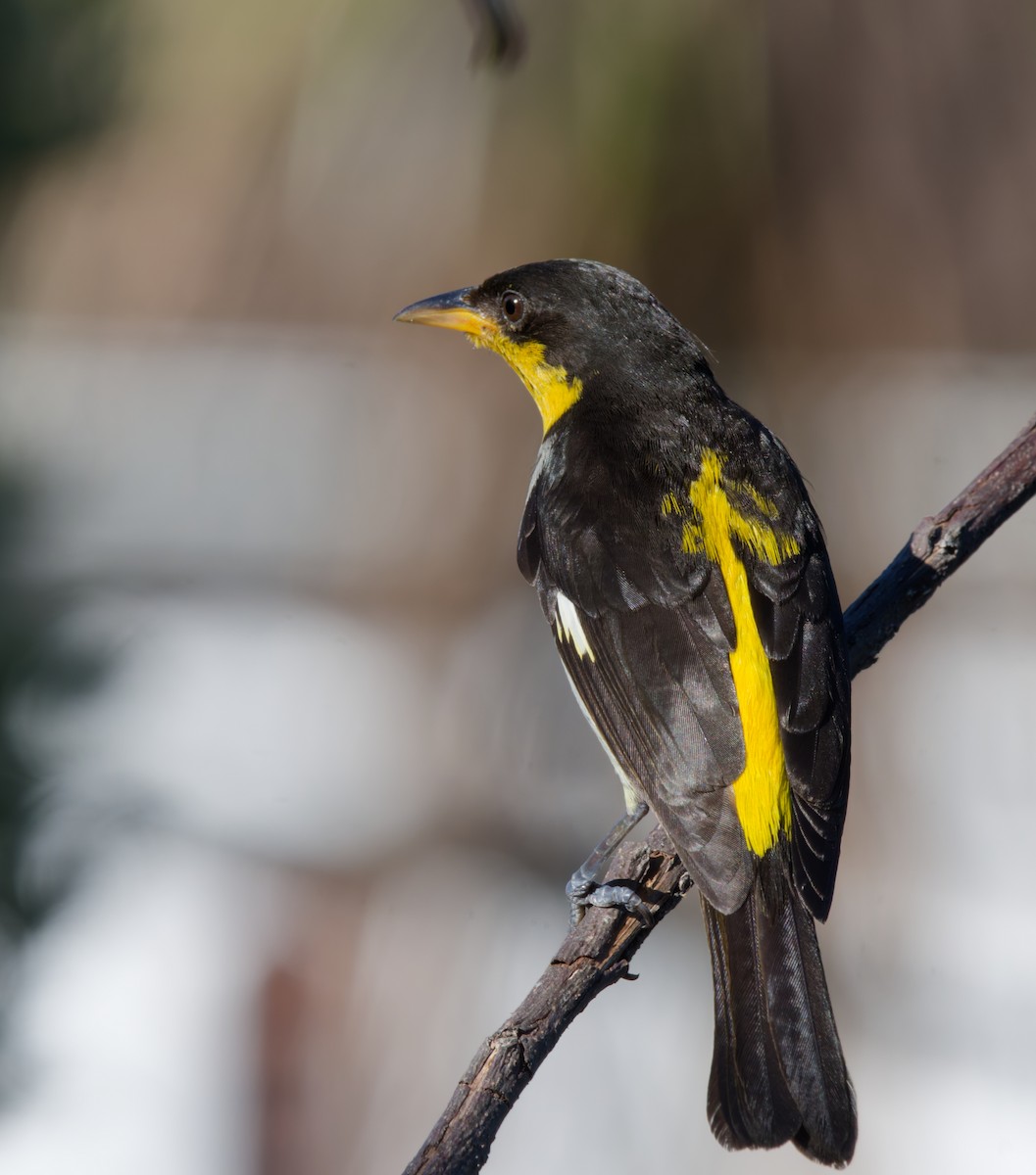 Yellow-backed Tanager - ML641952377